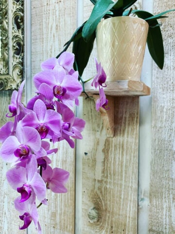 watering-orchids