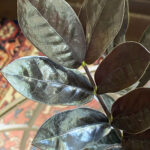 ZZ Raven Care: 5 Awesome Tips For a Thriving Plant ZZ-Raven