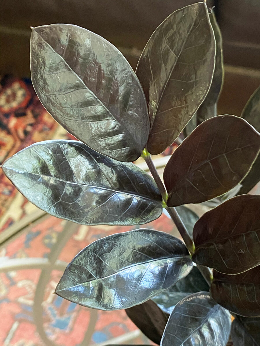 ZZ Raven Care 5 Awesome Tips For a Thriving Plant