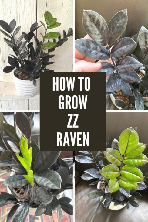 Zz Raven Care 5 Awesome Tips For A Thriving Plant Zz Raven Care 5 Awesome Tips For A Thriving Plant