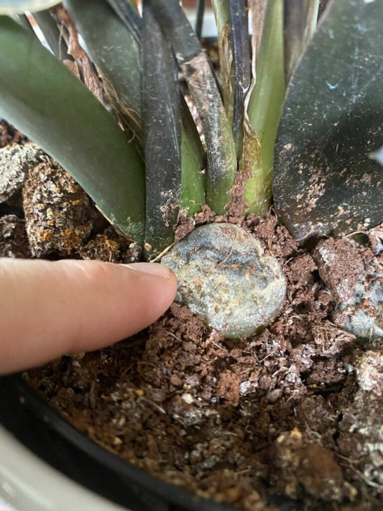 Zz Raven Care 5 Awesome Tips For A Thriving Plant Zz Raven Care 5 Awesome Tips For A Thriving Plant