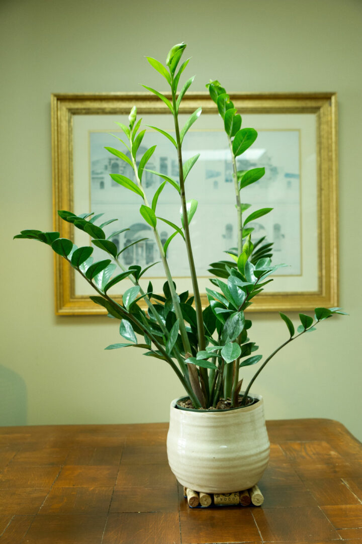 ZZ Plant Varieties 15 Common, Rare and Variegated Types