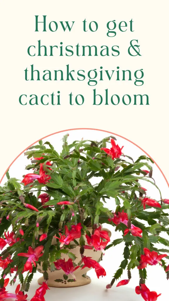 christmas-cactus-not-blooming