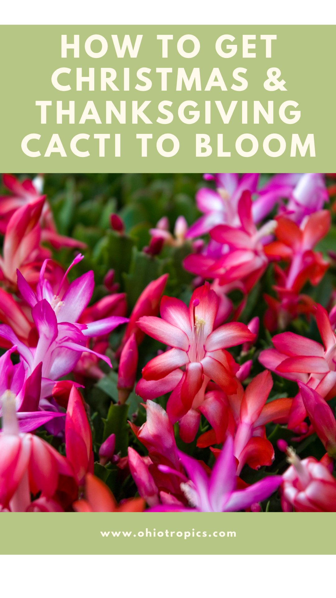 2 Secrets to Getting Christmas Cactus to Bloom + Care Tips