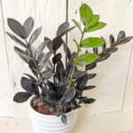 ZZ Raven Care: 5 Awesome Tips For a Thriving Plant featured-ZZ-Raven-9