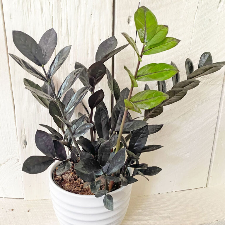 ZZ Raven Care:  5 Awesome Tips For a Thriving Plant