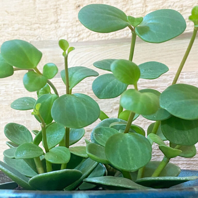 Peperomia Hope Care Guide:  7 Great Tips for Success