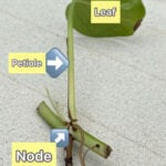 Where to Cut Pothos to Propagate-Simple Steps With Pictures featured-where-to-cut-pothos-to-propagate-6