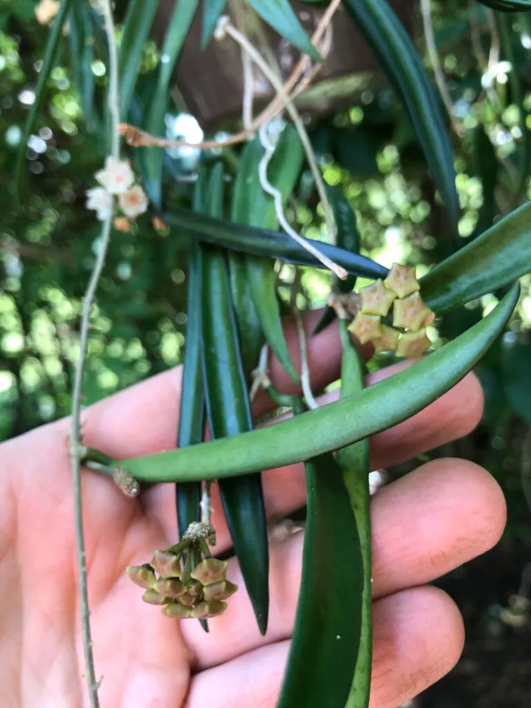 hoya-shepherdii-string-bean