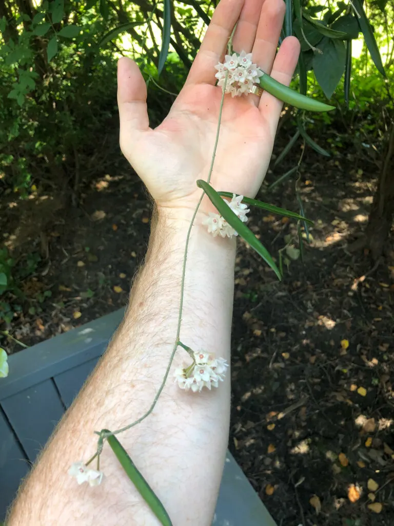 hoya-shepherdii-flowers