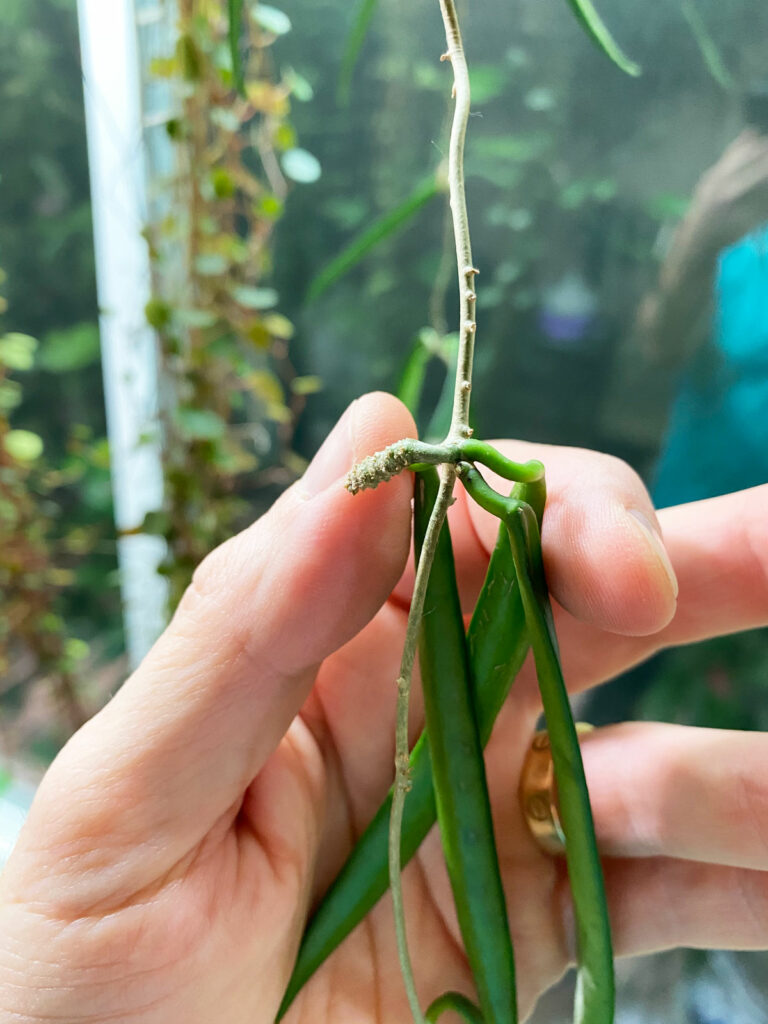 hoya-shepherdii-string-bean