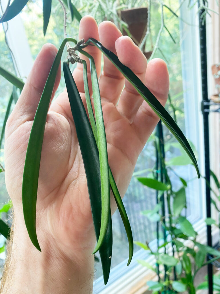 hoya-shepherdii-string-bean