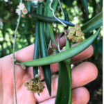 hoya-shepherdii-featured