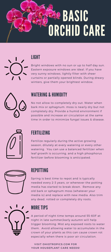 moth-orchid-care-infographic