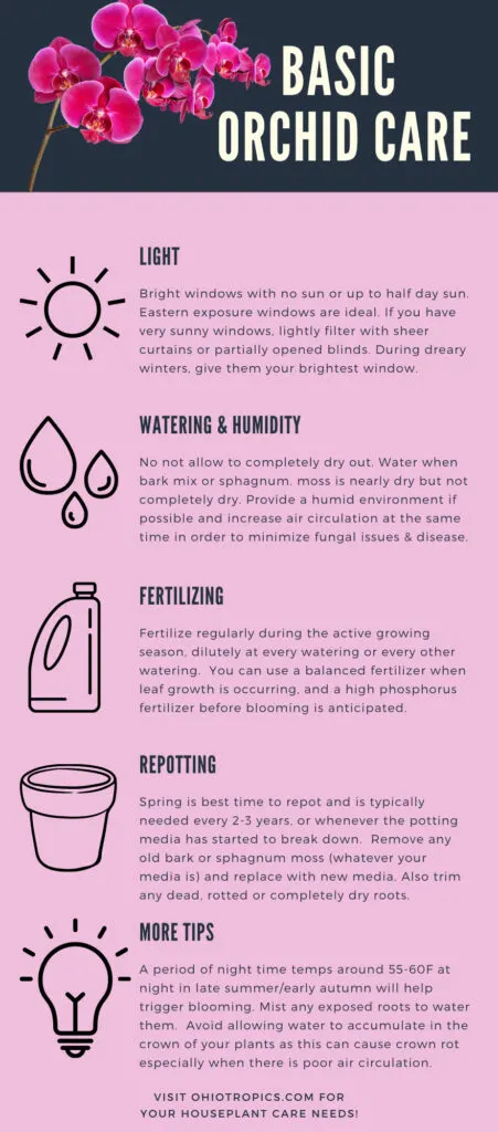 moth-orchid-care-infographic