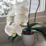 orchid-featured