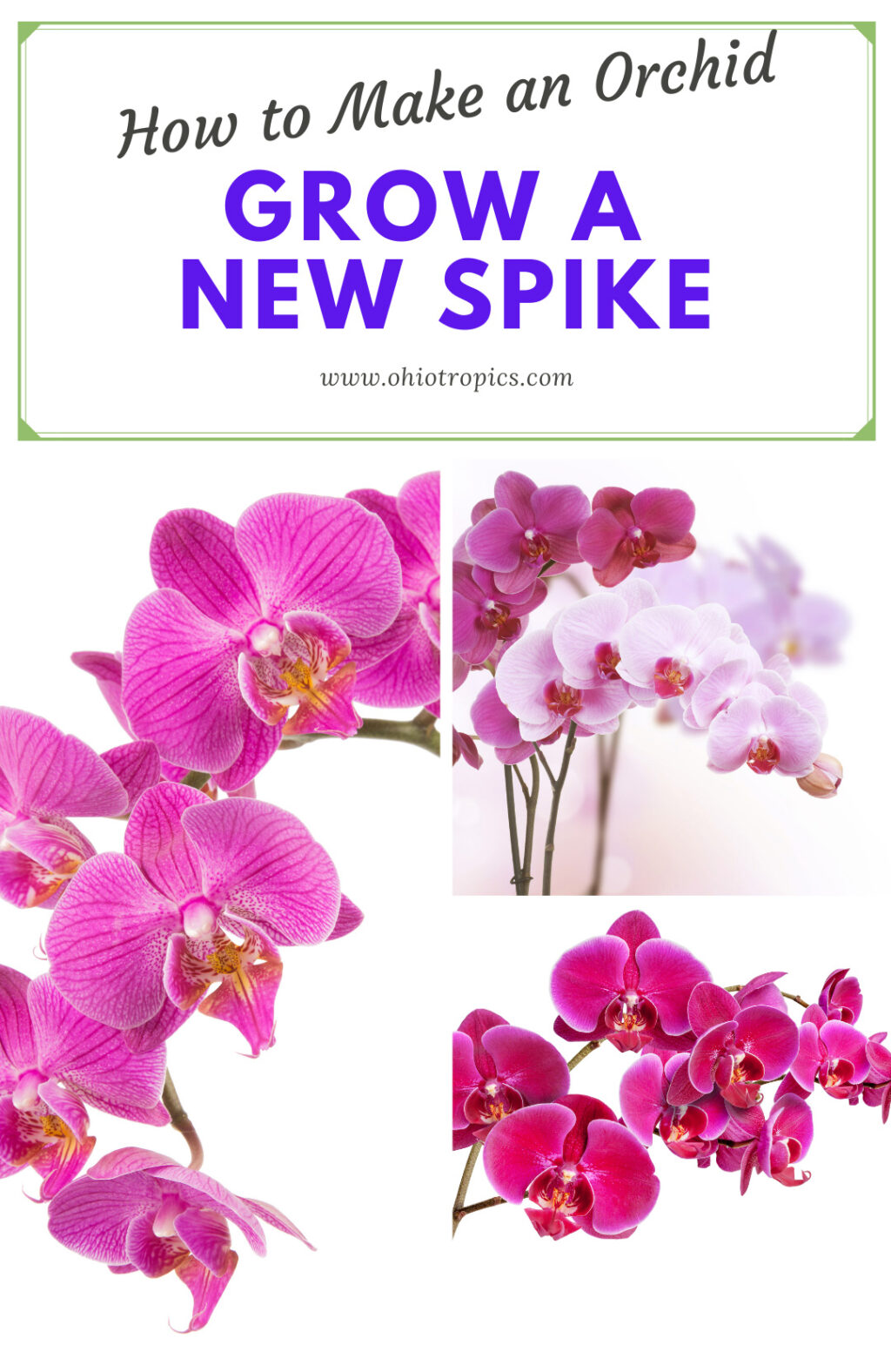 How to Make an Orchid Grow A New Spike1 Little Known Secret