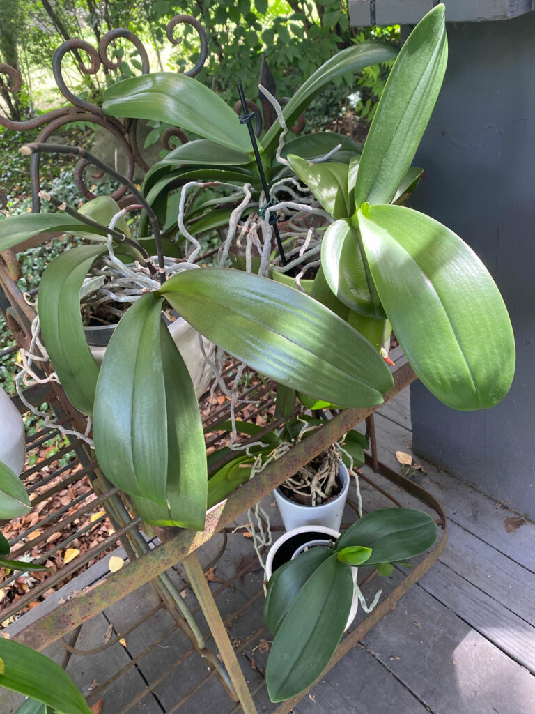 how-to-get-orchids-to-bloom