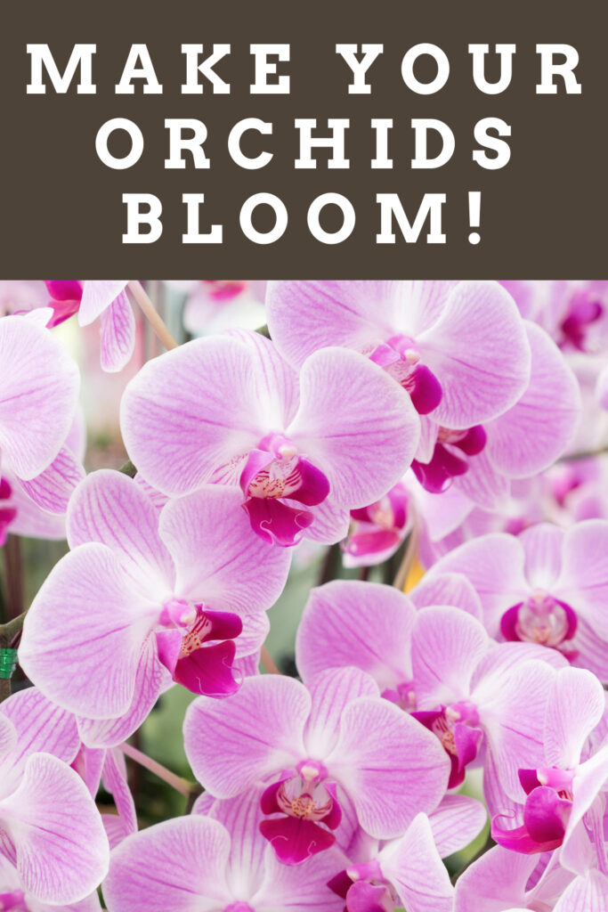how-to-make-orchids-bloom