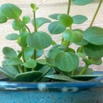 Peperomia Hope Care Guide: 7 Great Tips for Success peperomia-hope-care