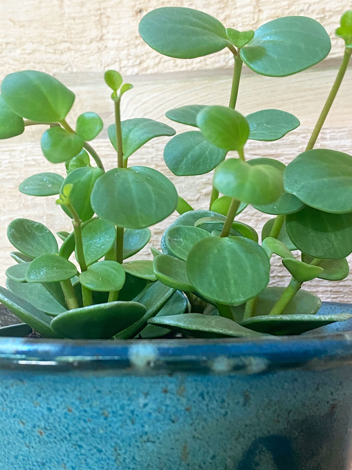 Bounce Derive Human Peperomia Hope Care Guide: 7 Great Tips for Success