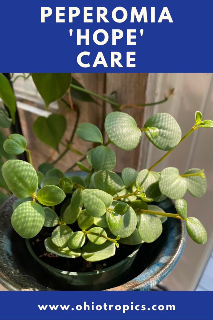 peperomia-hope-care