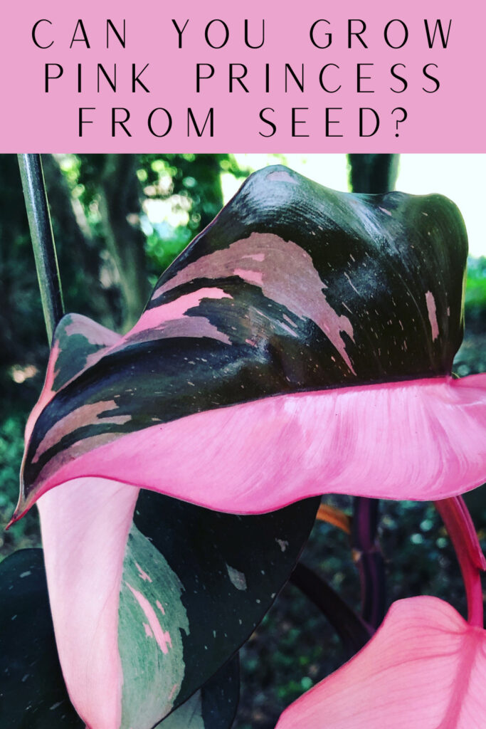 philodendron-pink-princess-seed