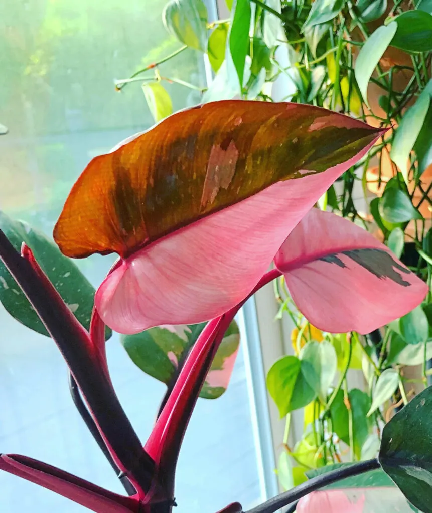 philodendron-pink-princess-seed