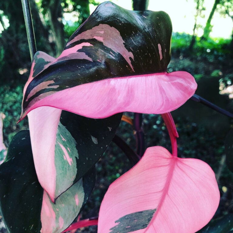 Pink Princess Philodendron Seeds:  Why You Should Not Buy!