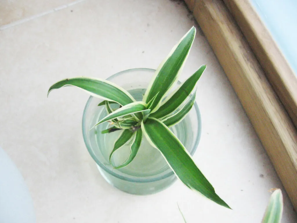 spider-plant-babies-water