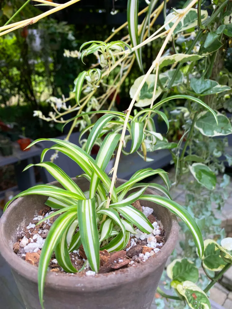 spider-plant-baby-attached-to-mother-plant