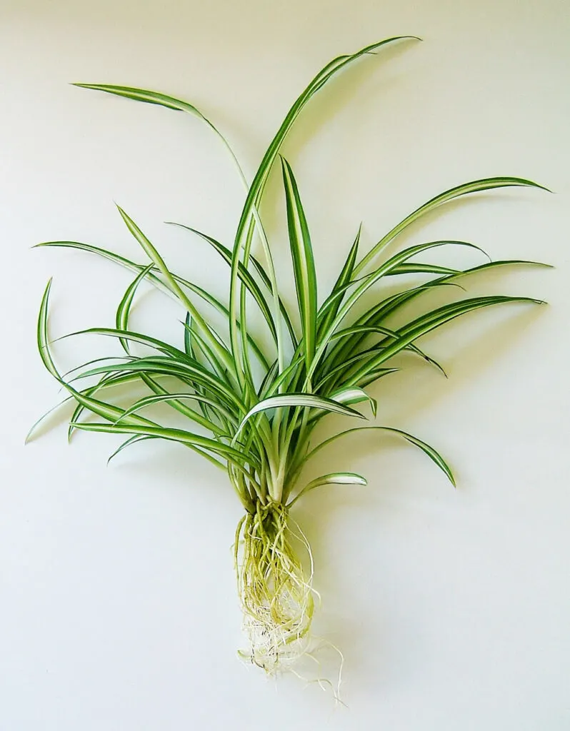spider-plant-baby-propagation