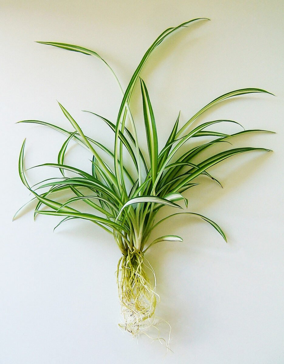 How to Grow Spider Plant in Water 5 Essential Tips