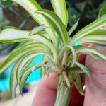How to Propagate a Spider Plant: 5 Easy Methods (w/ photos) spider-plant-propagation