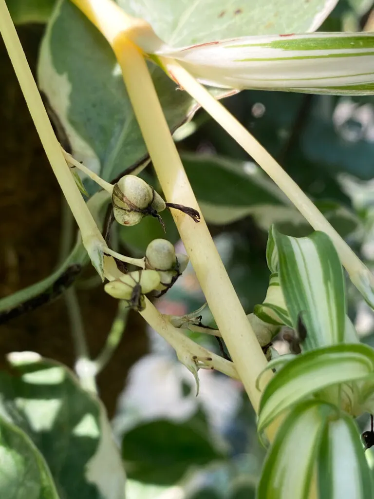 spider-plant-propagation-seeds