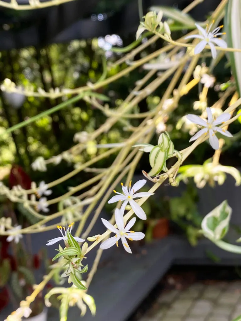 spider-plant-flowers