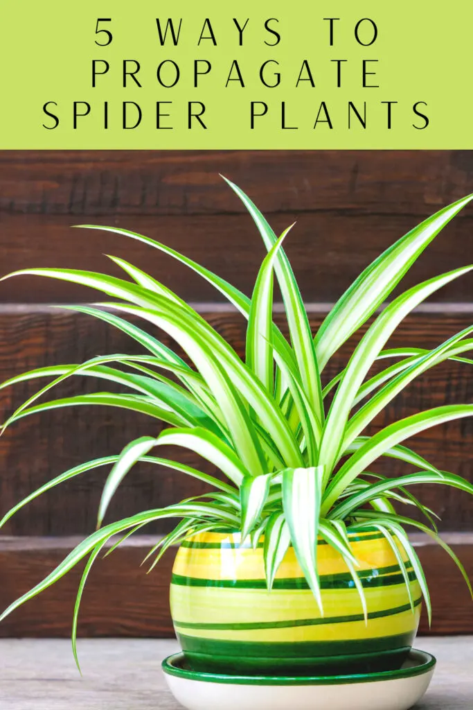 How to Propagate Spider Plants Using 3 Different Methods