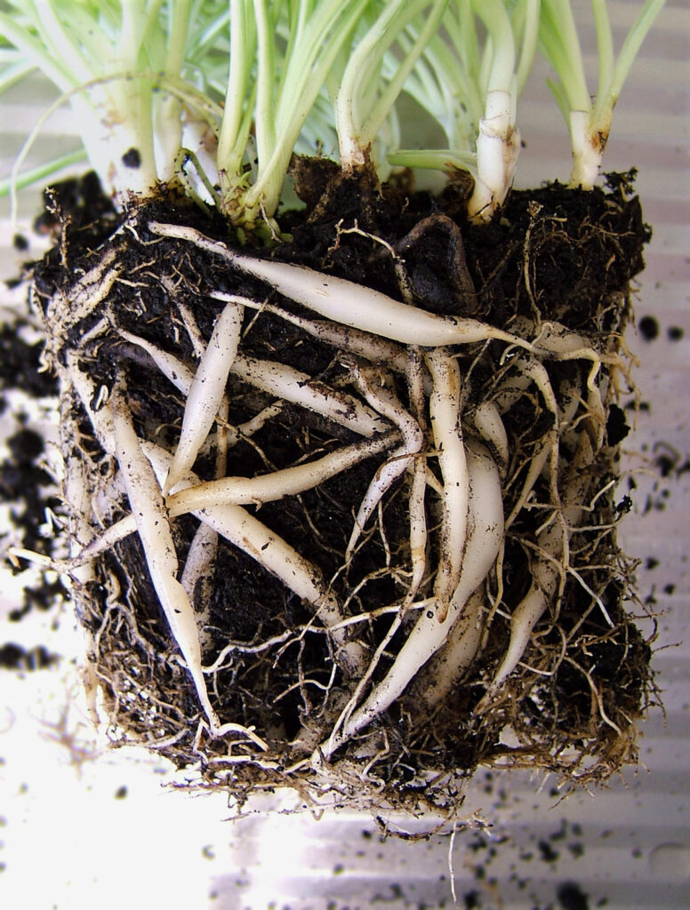 spider-plant-propagation