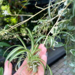 How to Grow Spider Plant in Water: 5 Essential Tips spider-plant-propagation