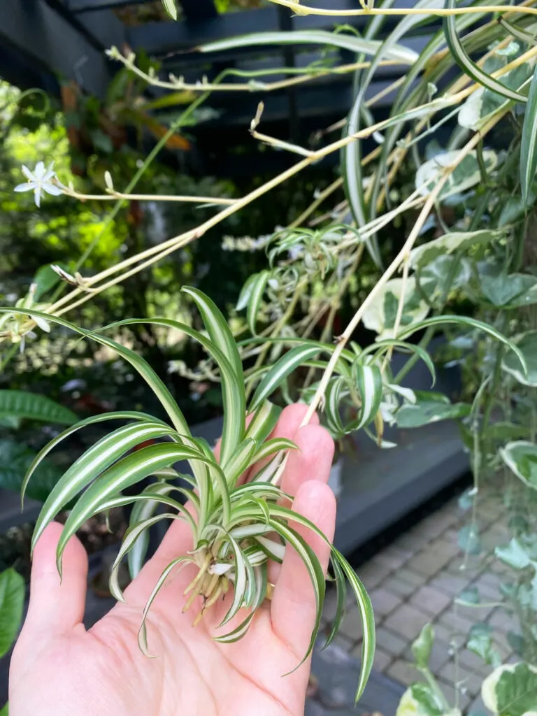 16+ Spider Plant Runners