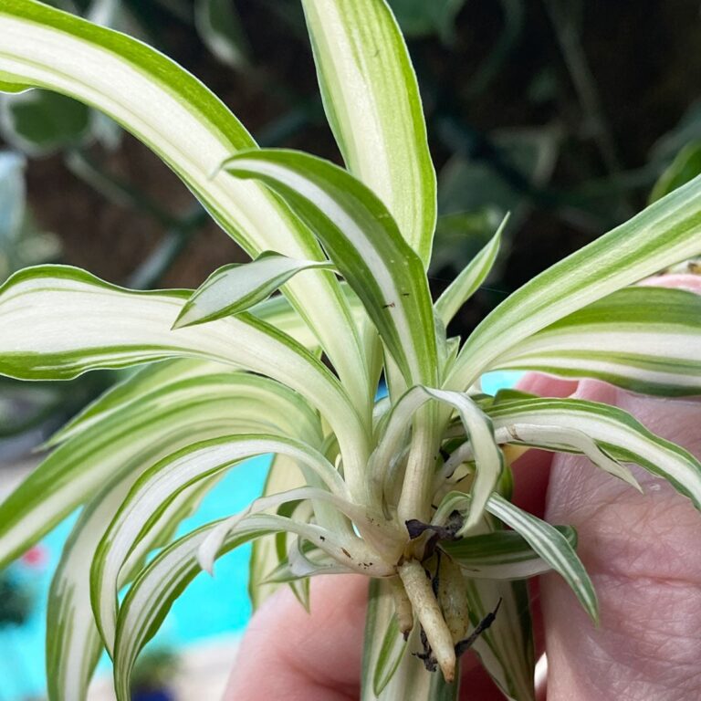How to Propagate a Spider Plant:  5 Easy Methods (w/ photos)