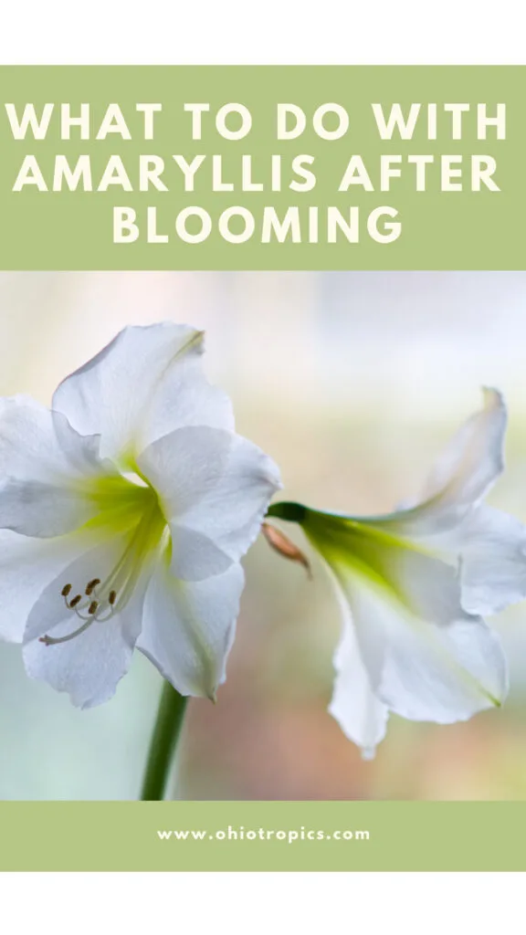 what-to-do-with-amaryllis-after-blooming