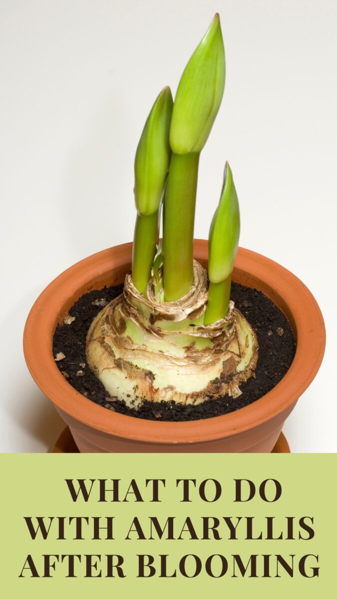Amaryllis Secrets What to do with Amaryllis after Blooming