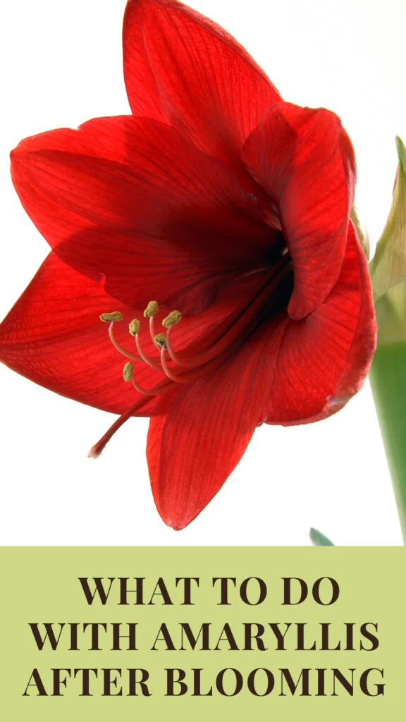 what-to-do-with-amaryllis-after-blooming