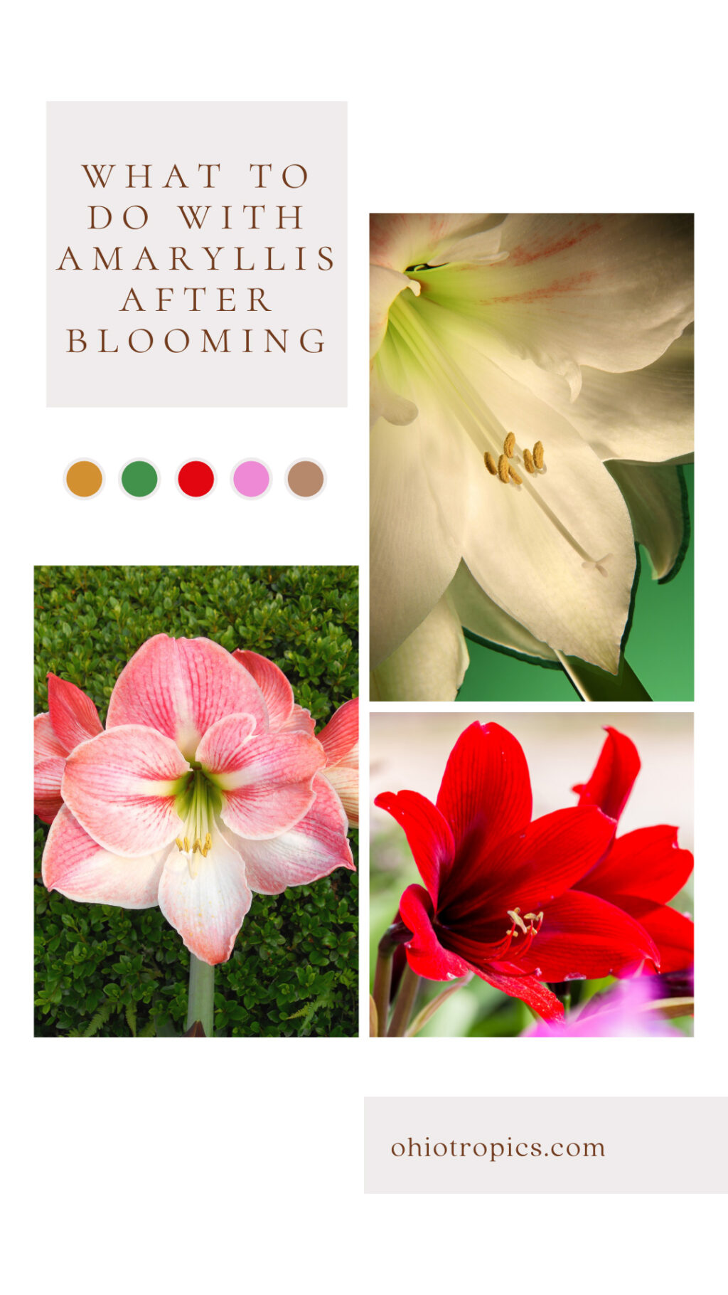 Amaryllis Secrets What to do with Amaryllis after Blooming