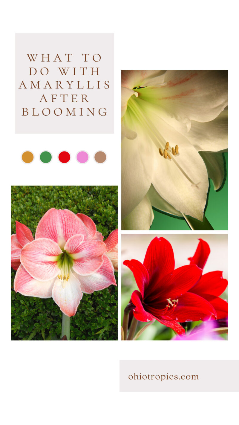 Amaryllis Secrets What to do with Amaryllis after Blooming