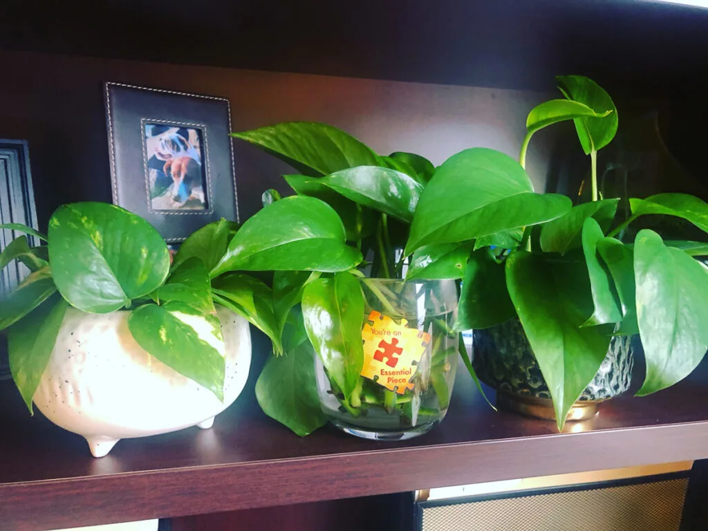 where-to-cut-pothos-to-propagate