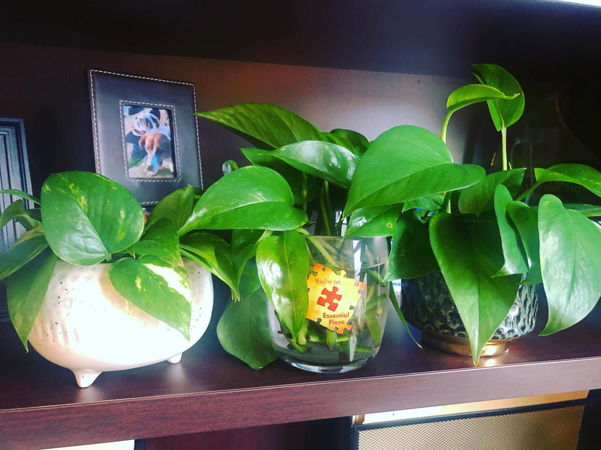Where to Cut Pothos to Propagate-Simple Steps With Pictures