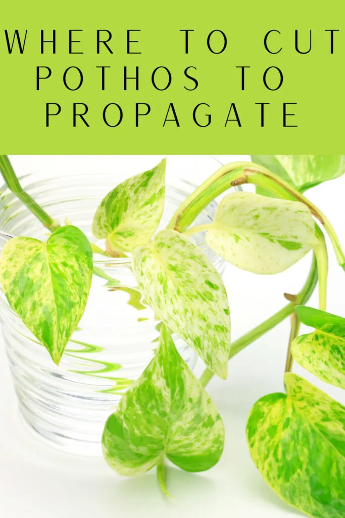 where-to-cut-pothos-to-propagate
