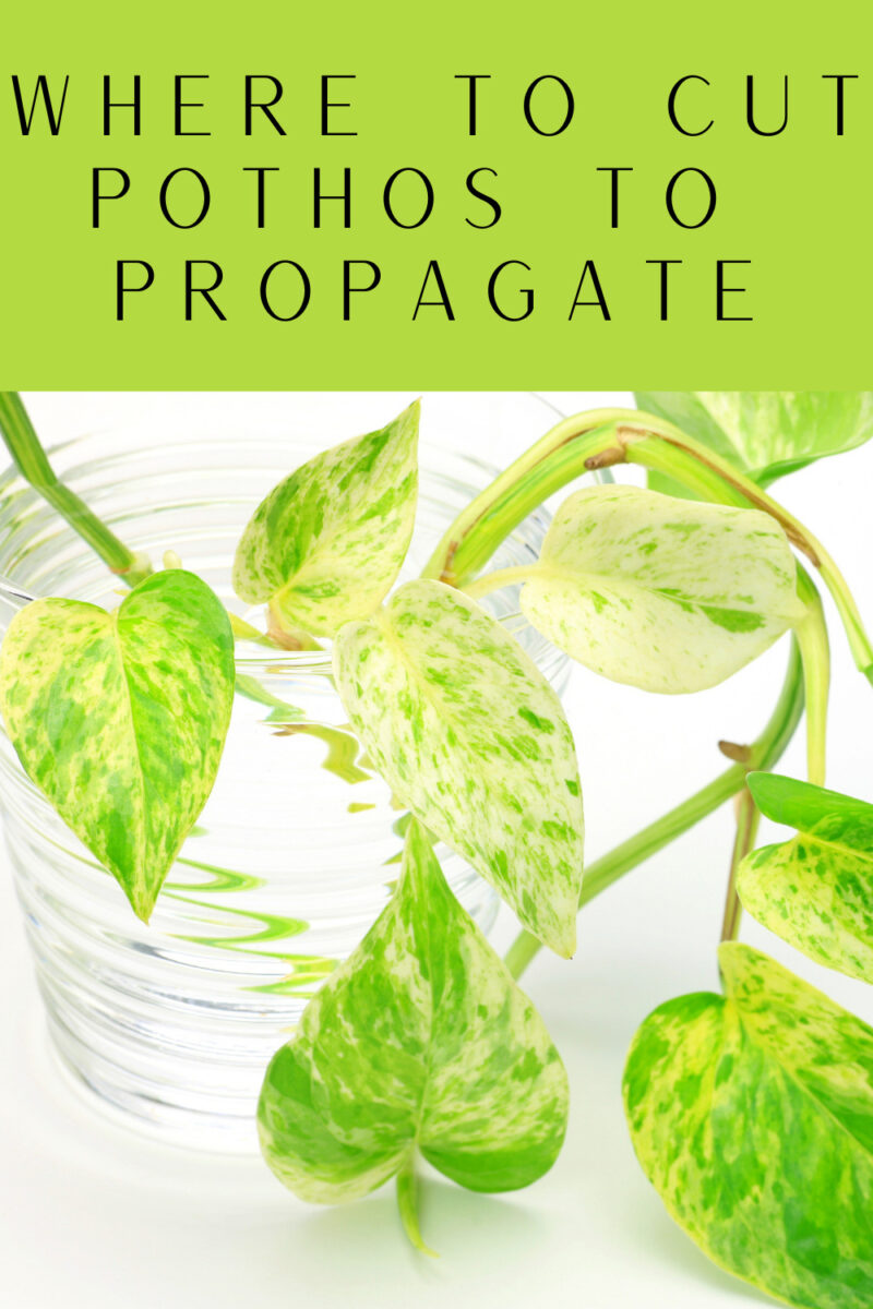 Where to Cut Pothos to Propagate-Simple Steps With Pictures
